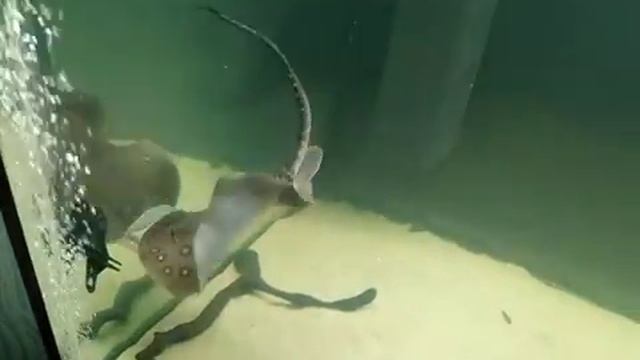 Новый жилец. Скат моторо смотреть онлайн