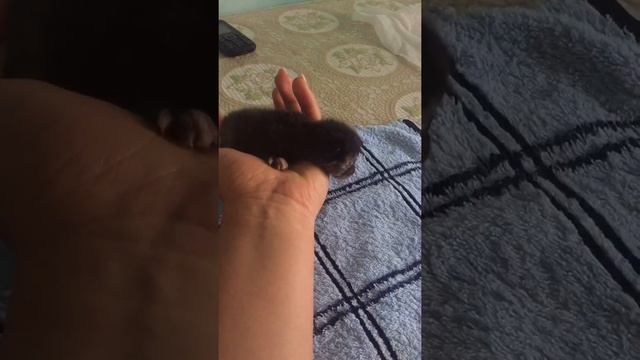 Новорождённый котёнок смотреть онлайн