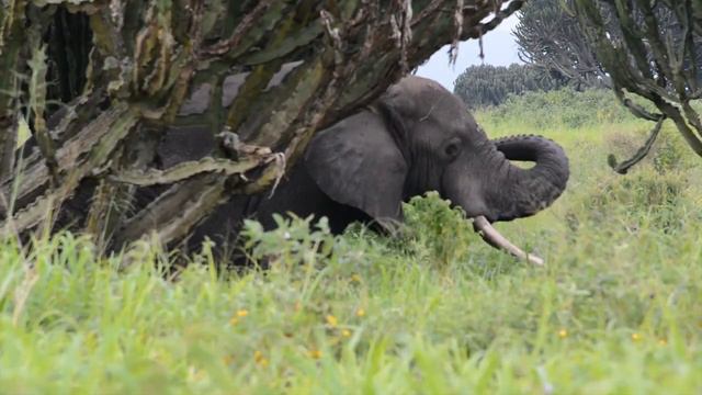 Virunga Earth Great Heritage - Raising funds for the construction of an education center смотреть онлайн