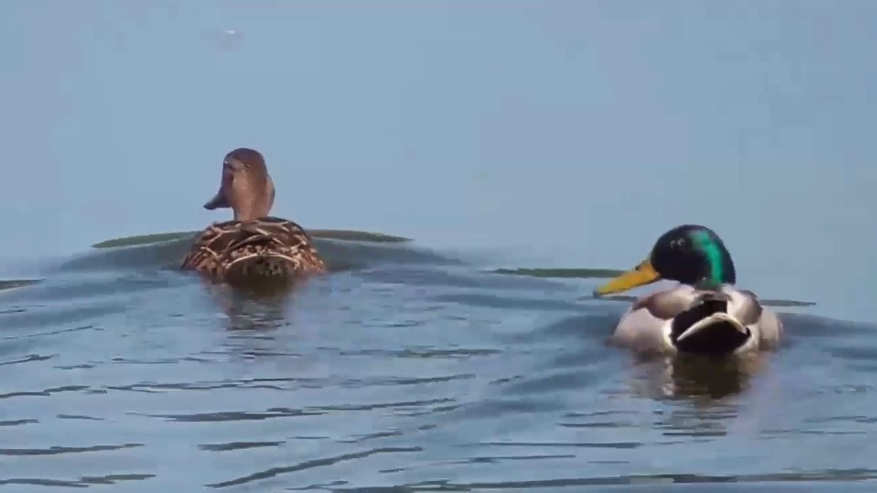 Утки кряквы, лысухи, чайки на озере смотреть онлайн