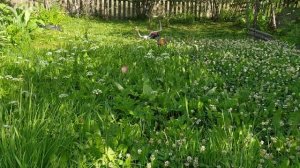 хользформа ФФ 250. что и как за месяц эксплуатации.