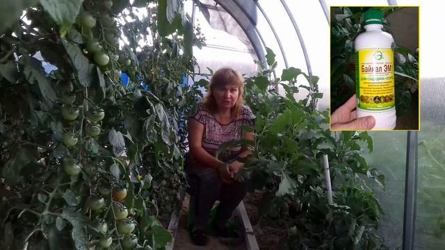 ПОСЛЕ ЭТОЙ ПОДКОРМКИ У ВАС БУДУТ ОВОЩИ ГИГАНТЫ