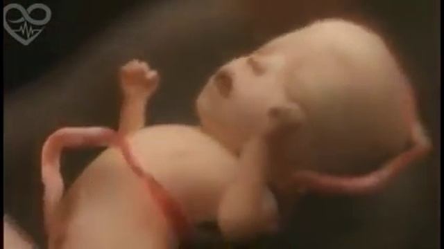 Эмбриогенез смотреть онлайн