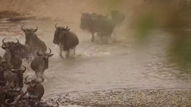 Meektrails Safaris Walkthrough смотреть онлайн