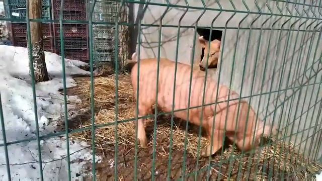 Хряк Дюрок 3 месяца продажа смотреть онлайн