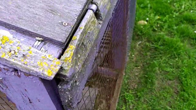 Карликовые куры Яванский Бентам белоухий/ Цветут яблони и тюльпаны смотреть онлайн