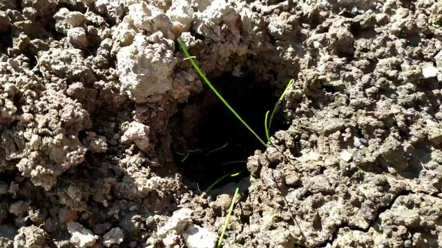 Как сажать лук порей