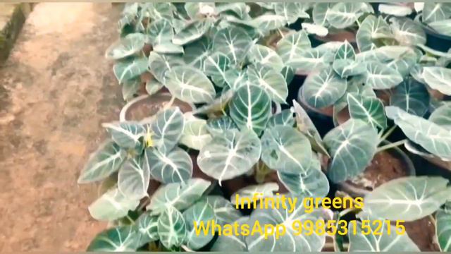 सबसे सस्ते पौधे की नर्सरी Online Nursery|Cheapest Online Indoor & Outdoor Plants Nursery|
