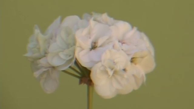 TV Banat Vrsac - KONKURS ZA NAJLEPSE CVETNO DVORISTE U BELOJ CRKVI смотреть онлайн