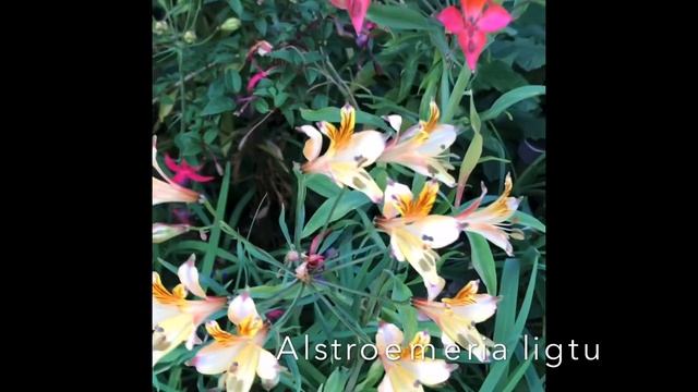 Daniel Sparler And Alstroemeria Ligtu - NHS Board Members Present