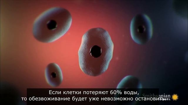 Как зимует древесная лягушка смотреть онлайн