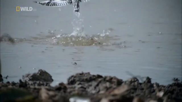 Дикая природа Таиланда (часть вторая) смотреть онлайн