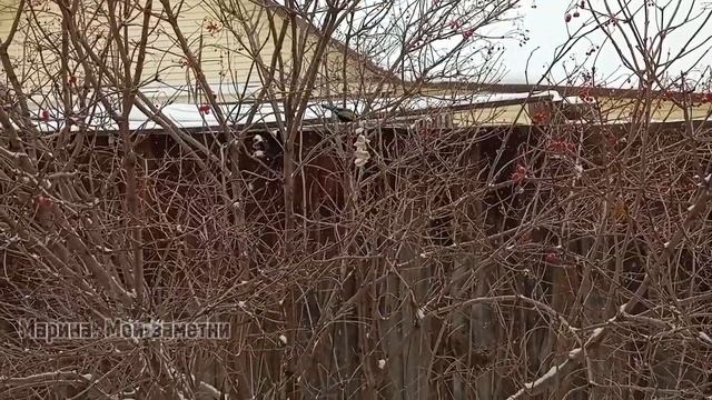 Синицы и сало... смотреть онлайн