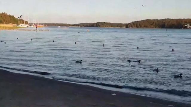 Midsummer Evening in Sweden | Start of summer holidays | 2020 celebration at Hässelby strand Beach смотреть онлайн