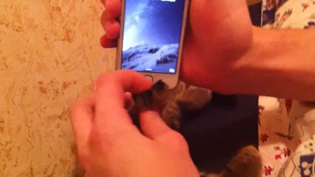Кот взломал IPhone 5s