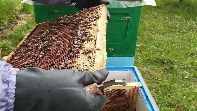 ПЕРЕСАЖИВАЕМ пчел с ЛОВУШКИ в УЛЕЙ ! Как пересадить рой пчёл с ловушки в улей ! смотреть онлайн