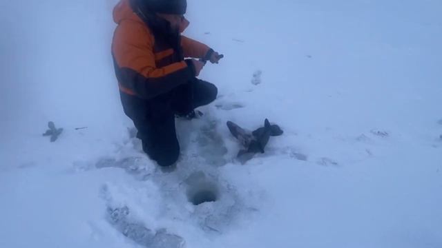 Сертификат смотреть онлайн