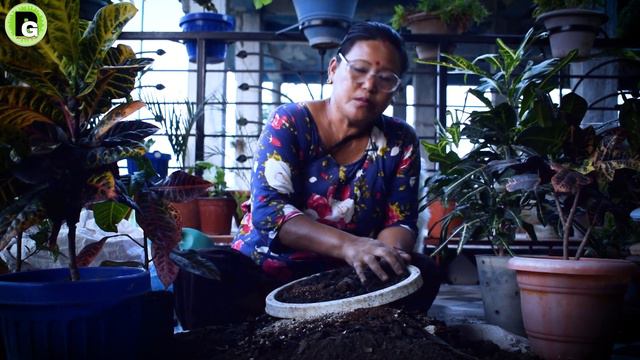 Croton Plant Soil Mix in Nepali I Pabitra Garden Gardening Care and Tips for Nepali смотреть онлайн
