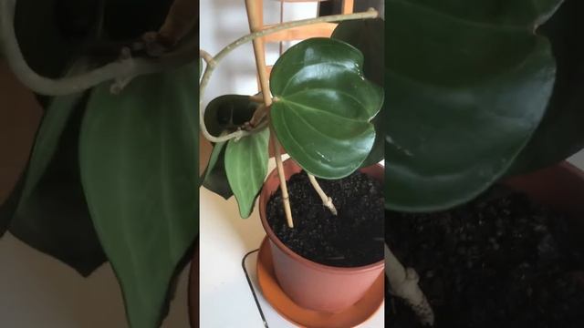 Hoya Macrophylla- Big leaf hoya смотреть онлайн