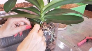 БЫСТРО ЛЕГКО пересадить орхидею. Только ОТЛИЧНЫЙ результат. Чудеса рядом.