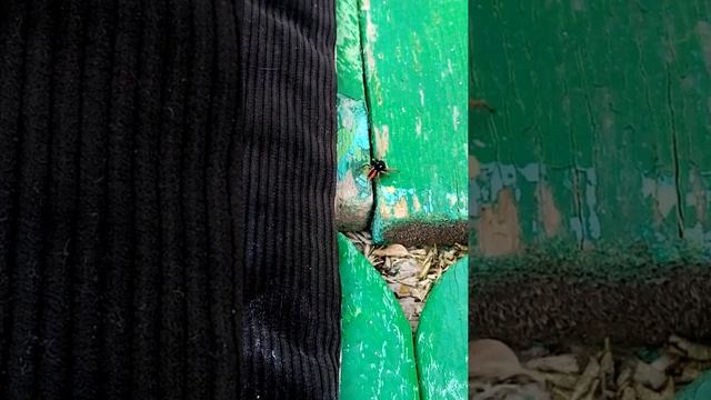 Паук скакун красноспинный. Первая встреча. смотреть онлайн