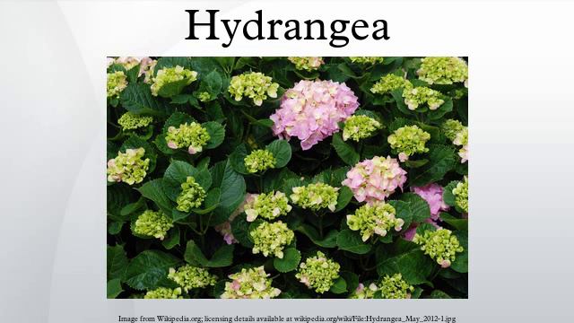 Hydrangea смотреть онлайн