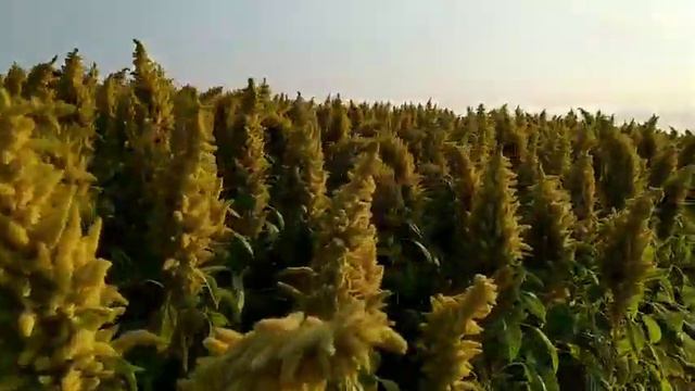 Амарант харківський смотреть онлайн