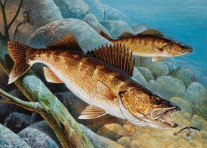 КАК ПРАВИЛЬНО   НАСАДИТЬ ТЮЛЬКУ НА КРЮЧОК ЧТОБЫ ПОЙМАТЬ СУДАКА ИЛИ БЕРША.mp4