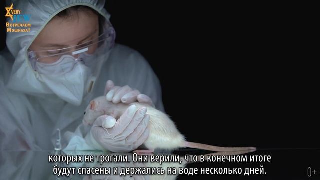 Эксперимент "надежда" в Гарварде. Чем отличается вера от надежды? смотреть онлайн