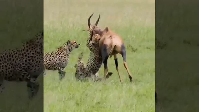 ГЕПАРДЫ НАПАЛИ НА АНТИЛОПУ ГНУ. смотреть онлайн