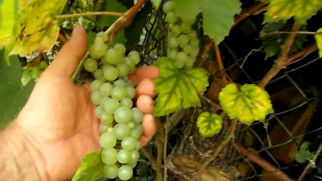 Платовський виноград в Західній Україні (Platovskiu grapes in West Ukraine) 15:09:2021 смотреть онлайн