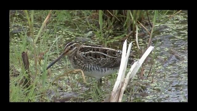 Звуки природы. Голоса птиц. Бекас. Snipe. (Gallinago gallinago) смотреть онлайн