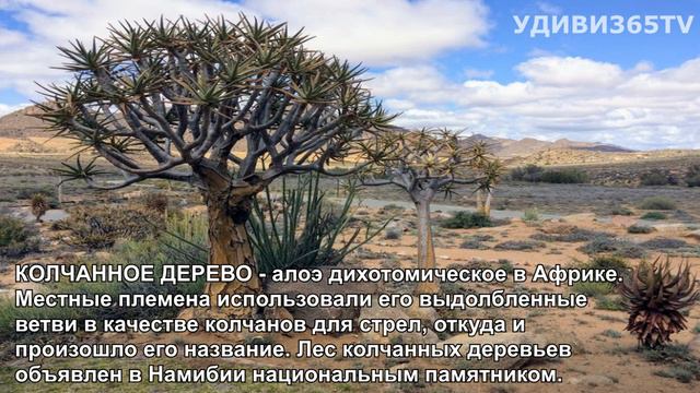 ТОП 35 САМЫХ УДИВИТЕЛЬНЫХ РАСТЕНИЙ МИРА смотреть онлайн