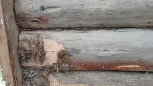 Ремонт фасада. Утепление минватой старого сруба.