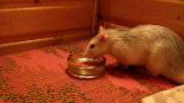 Любимый крыс Геннадий умываются