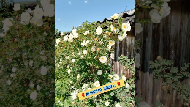 💌ТВОРЧЕСКИЙ ОБМЕН💌КУСТЫ РОЗЫ, ШИПОВНИКА, КАЛИНЫ🌹🌺 14, 16 ИЮНЯ 2023 г. 🌹 смотреть онлайн