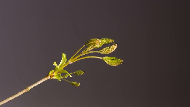 Таймлапс(timelapse)4K Video - цветы(flowers)