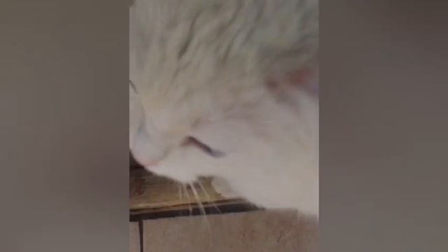 моя кошечка жаль что она глухая смотреть онлайн