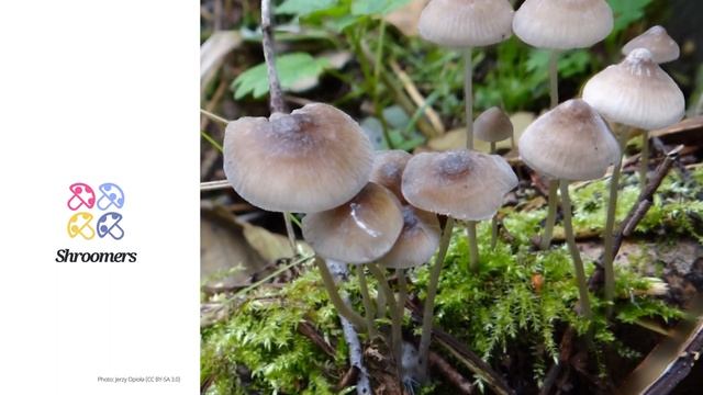 Milk-drop mycena (Mycena galopus) | Classification | Scientific Short Profile | Shroomers смотреть онлайн