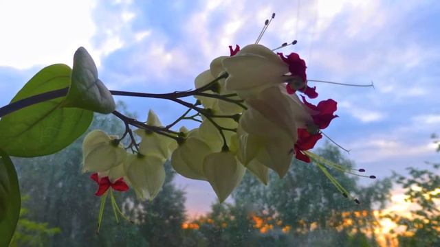 Клеродендрум госпожи Томпсон смотреть онлайн