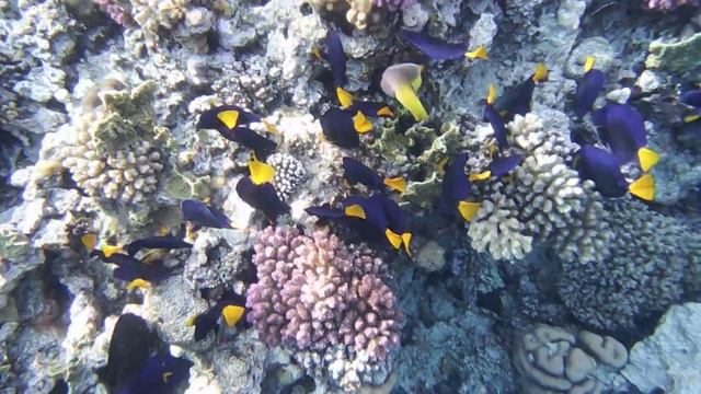 Донная охота желтохвостых зебрасом..DSCF8804 смотреть онлайн