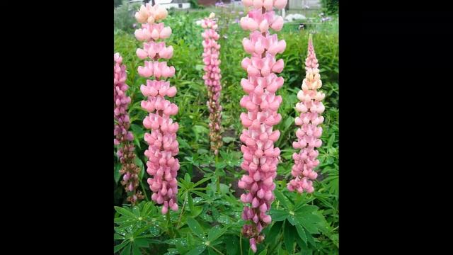 #Люпин #Любка двулистная Garden #flowers144 Декоративные растения смотреть онлайн