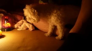 НОЧЬ В КАРТОННОМ ДОМЕ С КОТАМИ | ВЫЗВАЛИ ДУХ КЭТМЭНА ЧЕРЕЗ ЗЕРКАЛО