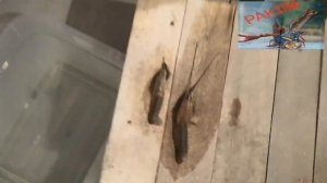 Домики для раков.Какую труба лучше использовать для домиков.Рак засох.Австралийские раки.