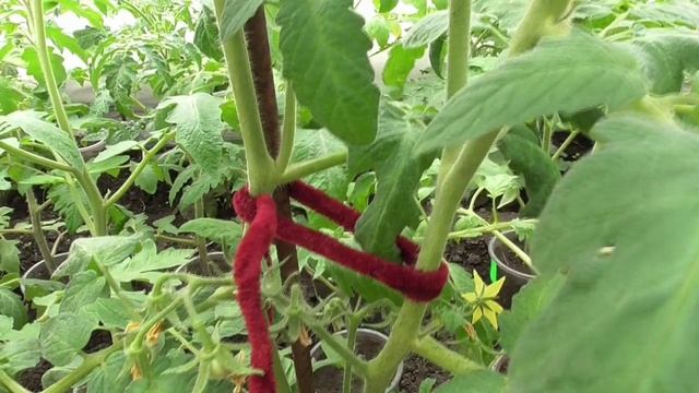 Пасынкование томатов. Что такое пасынок? Какие пасынки я удаляю у томатов в теплице уже сейчас? смотреть онлайн