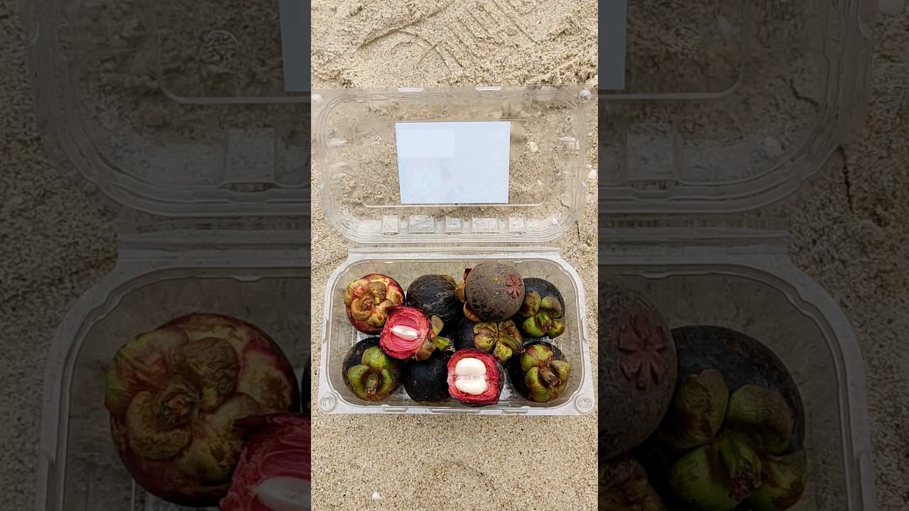 Сколько стоит Мангустин на Пхукете. Таиланд 2024 за 50 тысяч рублей с перелетом.@tutsi-dieti смотреть онлайн