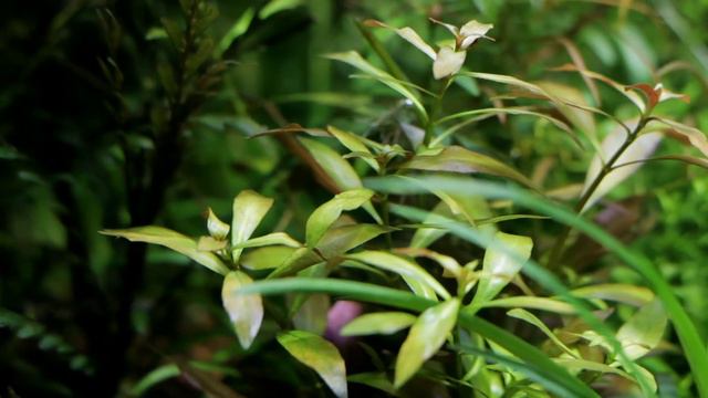 Аквариумные растения и рыбки смотреть онлайн