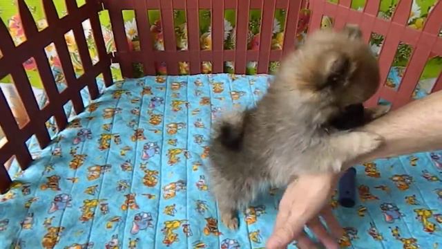 купить щенка шпица в Тольятти смотреть онлайн