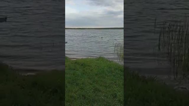 дратхаар Жужа 7месяцев!Подача поноски с воды 2 смотреть онлайн