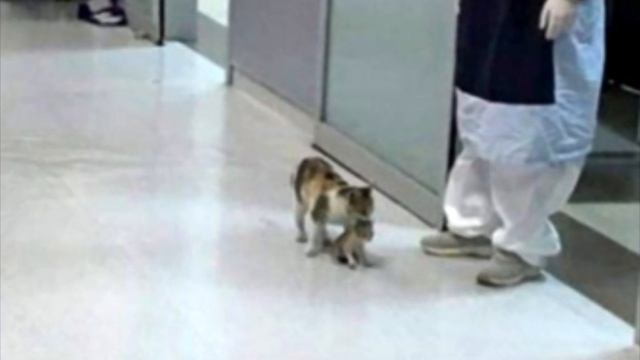 Кошка принесла умирающего котенка к ветеринару. Дальше произошло невероятное! смотреть онлайн